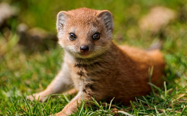 mongooses are total bamfs