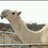꧁IP꧂ابو سلطان العتيبي's Twitter (X) avatar
