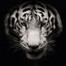 arodriguezmex's profile picture. Life activist, mainly of my voiceless brothers, against hunting, farming, poaching, trapping, aspirational vegan, fierce defender of the animals, AntiAMLO 100%