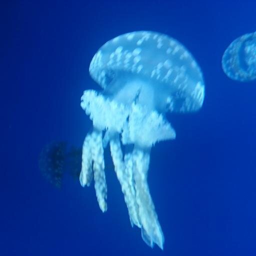 incognitomode8's profile picture. 