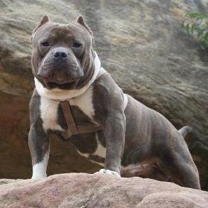 American Bullys, Samurai Paco