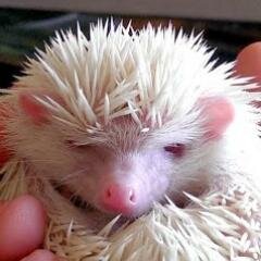 YesImAHedgehog's profile picture. I am an Albino African Pygmy Hedgehog.