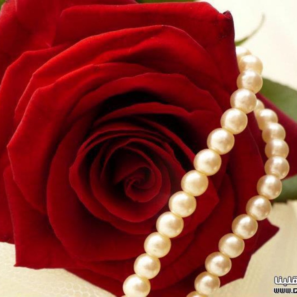 لا شَيء أجمَلُ مِن قُولْ { الحَمدُ لله } تَهبكَ رَآحَة وَ تَزيدُكَ خَيراً ♡♡””