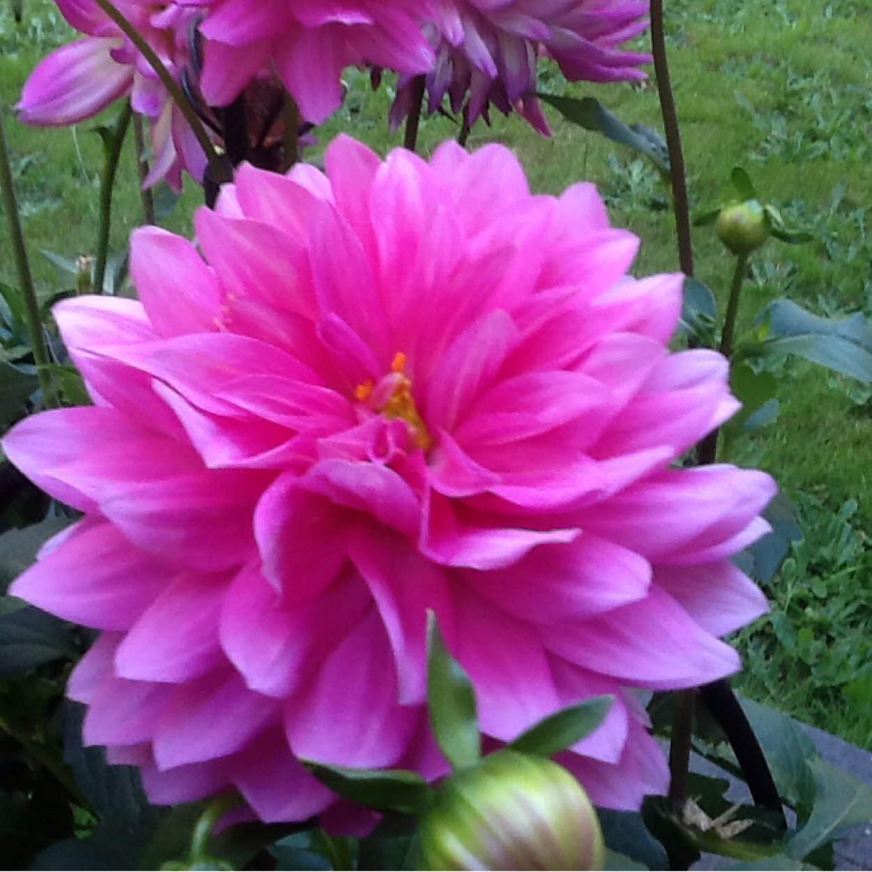 queenhalll's profile picture. 