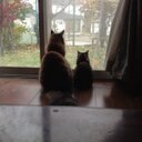猫OYJ (@13Nabe) Twitter
