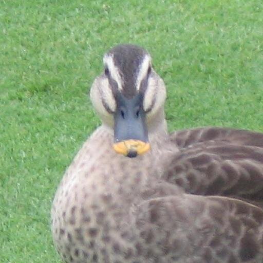 erujp's profile picture. TF2/L4D2/人狼 https://t.co/xB7cDaQIxf える◆A2VYHEFR5f