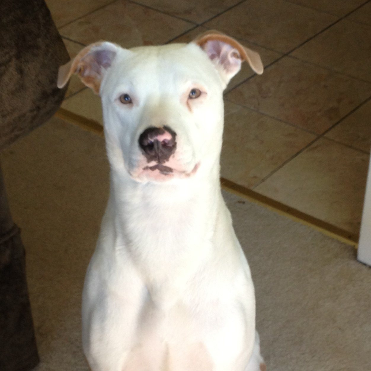 Tillywicz's profile picture. 