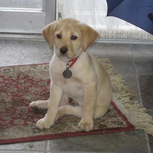 mmpallotta's profile picture. 