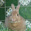 Pam Harper - @Pamharper63 - Twitter