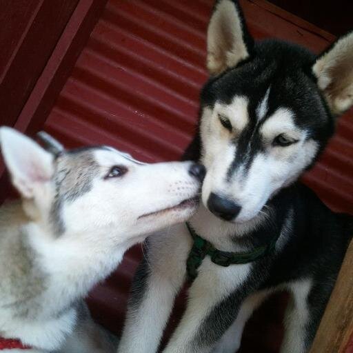 janicelcristoba's profile picture. hindi lahat ng minamahal dapat ipaglaban at hindi lahat ng nagmamahal sayo dapat mong saktan ............ buenas dias 3 3