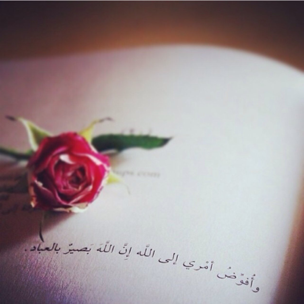 مابيع منهو فـ المحبه عنالي
