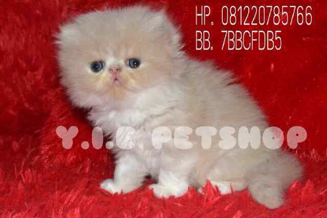 YIE_PETSHOP's profile picture. Kami menjual kucing Persia pedigree dan non pedigree, bagi yang berminat hubungi kami di : jl. Pattimura komp PSP No. 60-61 tlp 0561-743383 / 081220785766