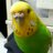 aki_pino_aki's profile image