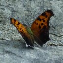 Arlene Cooper - @MamaDoogan - Twitter