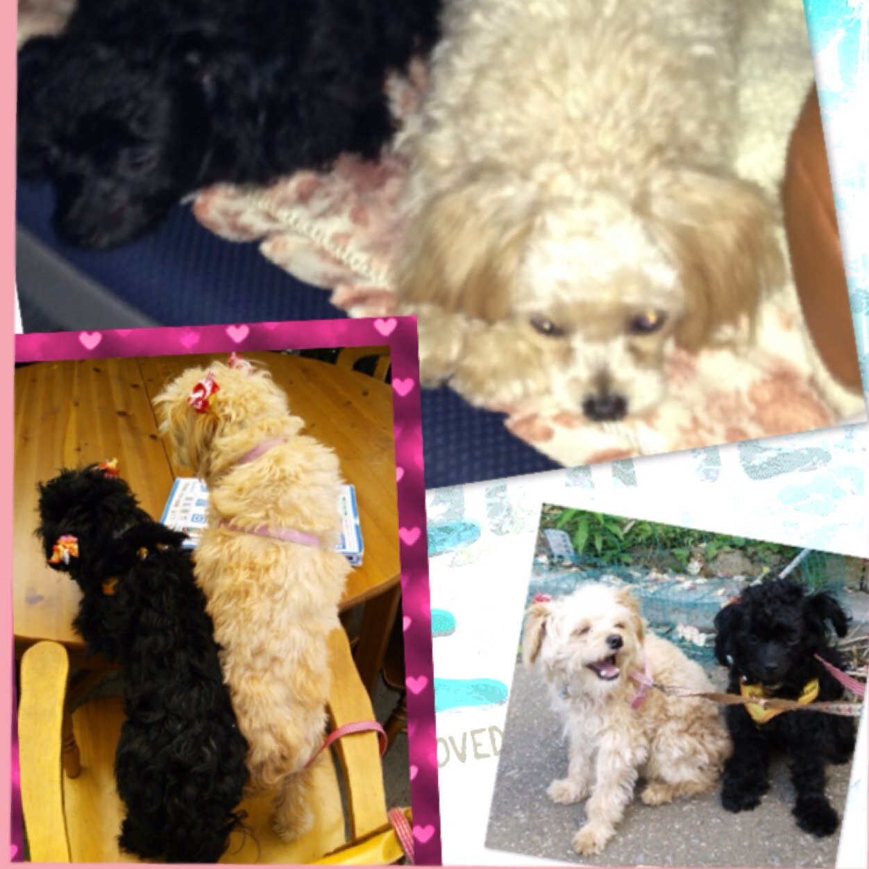 meru_coco_maron's profile picture. 