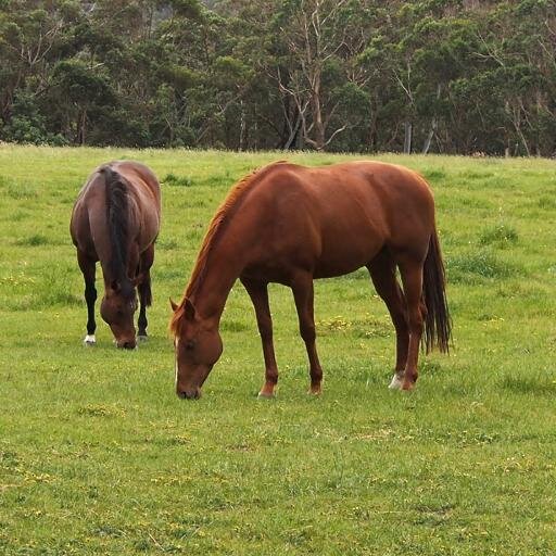 Breeder of Sacred Choice, Vivacious Spirit, Costa Viva. Victorian Small Breeder of the Year 2011. Using innovative genetic theories to target best outcomes.