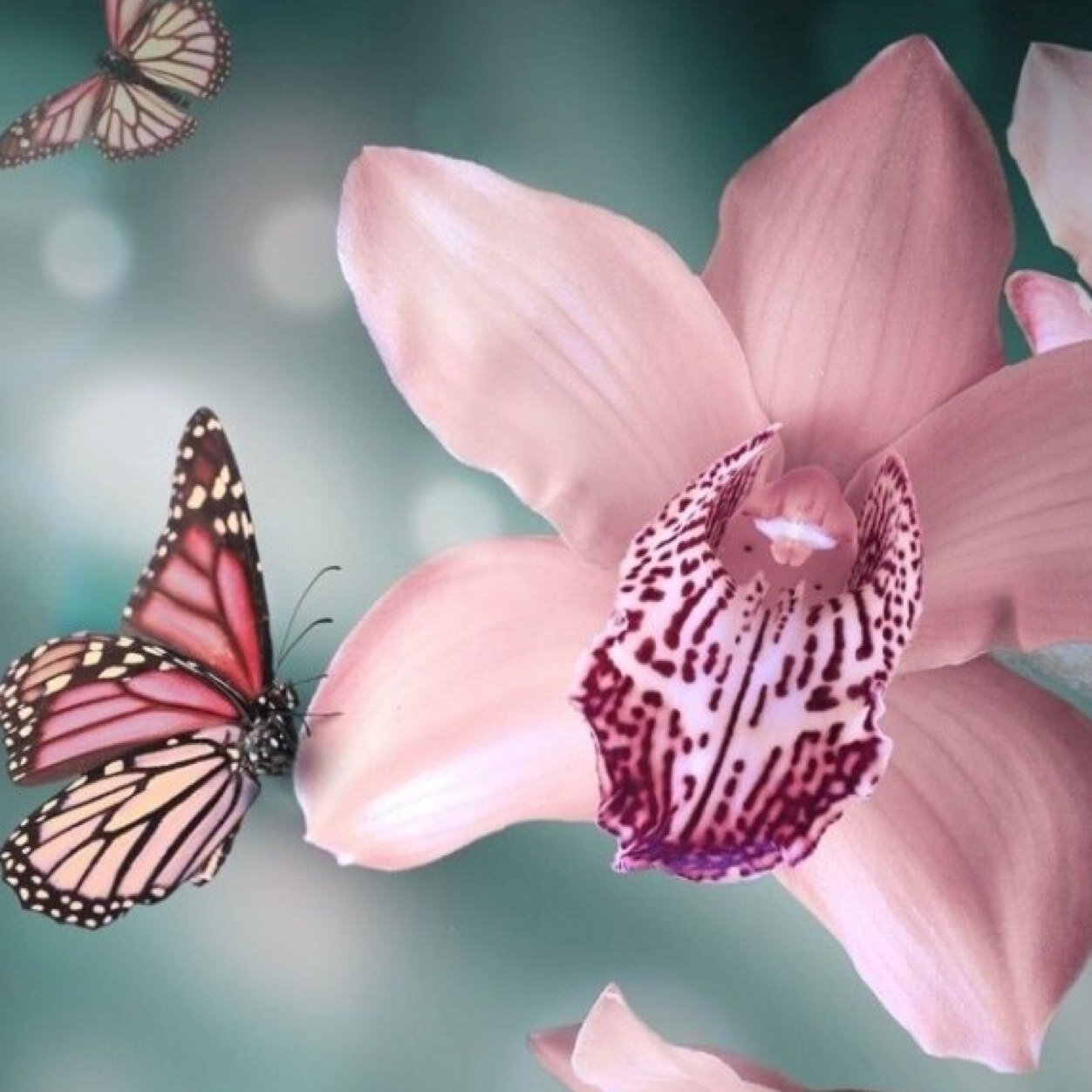 WinePhoenix's profile picture. 