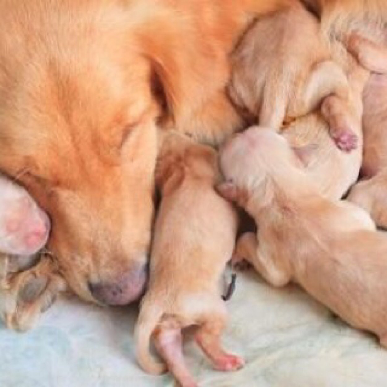 SpanglyxLiberty's profile picture. 