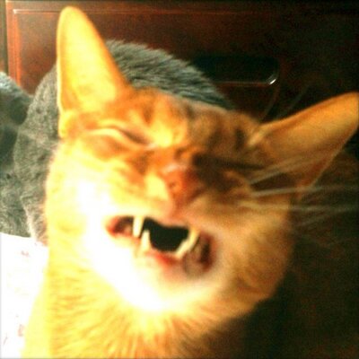 ねこ