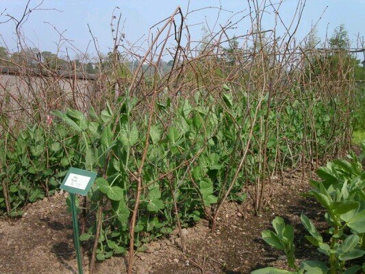 peasticks_21's profile picture. 