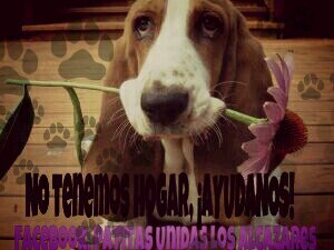 Somos un grupo de personas muy trabajadoras q ue tratamos de dar una vida mejor a nuestros amigos, puedes hacerte voluntario, casa de acogida o adoptar