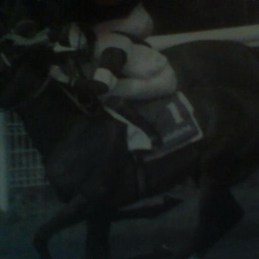 Tip horses daily to line your pockets and pay for the beers. Established April 2014. Consistent profit from well researched and value selections. Despise FOBTs
