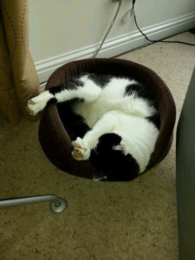 Mama_Buff's profile picture. A woman divided between 2 countries... US2UK