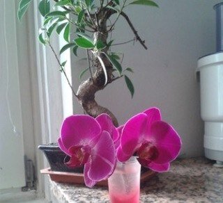 CercoPartner's profile picture. Sono Gioia. Inguaribile romantica, 1981. Amo gli animali. Adoro la discoteca.