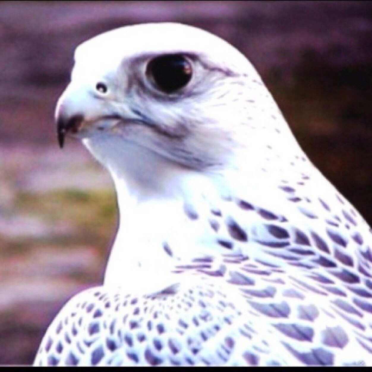 Mhma45's profile picture. 