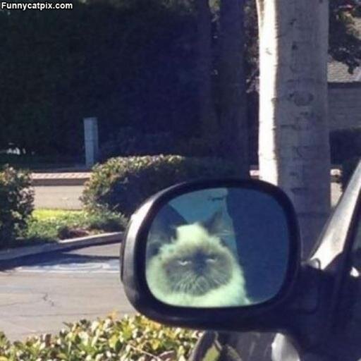 SelenaBrownt's profile picture. sports baseball football basketball    food  chicken nuggets    singer selena gomez