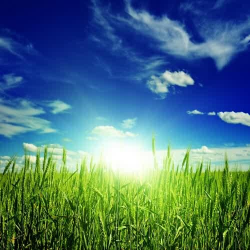 GreenHarvesting's profile picture. Vegetable Production| Poultry| Bio-Fuels|Frozen Vegetable exports|Rural-Uplifting Programmes & AgriBusiness Consultation