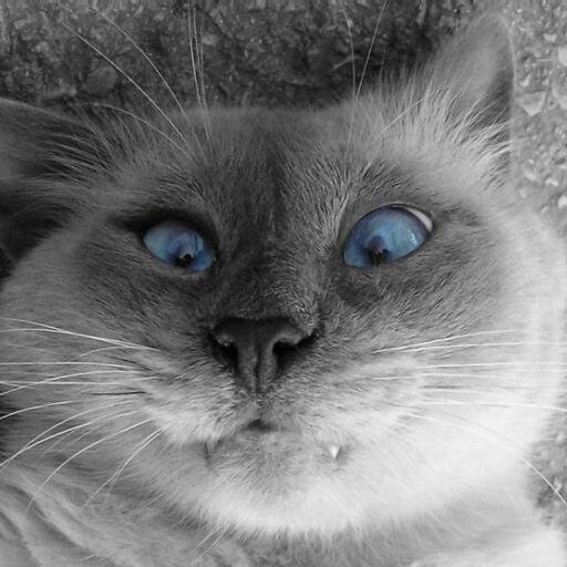 Annmurmansk's profile picture. 