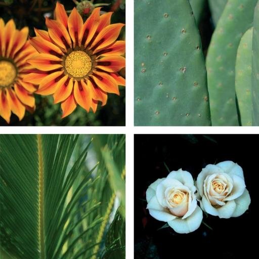 VivaiLoPorto's profile picture. Produzione e vendita di piante mediterranee, ornamentali e fruttifere. progetti e realizzazioni per il verde pubblico e privato. consulenza tecnico-scientifica.