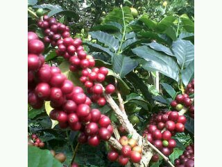 Pusat Penelitian Kopi dan Kakao Indonesia (Puslitkoka)