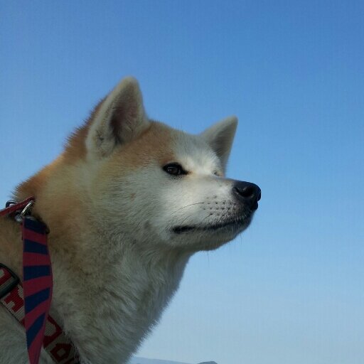 2009年9月23日生まれ(14歳10か月)の秋田犬のおねーわん🐕️🌈と、2020年生まれ(5歳)の息子おとーと🚲️ハイシニアな秋田犬の思い出と幼児と私🍀