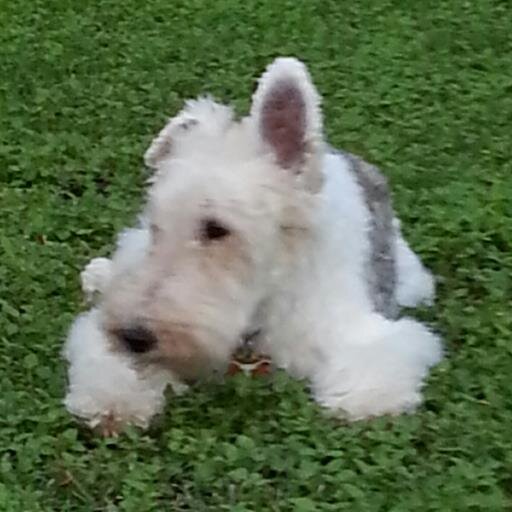 Wire Fox Terrier Rescue of Central & North Texas.  Rescue and relocation of Wire Fox Terriers wherever needed in Texas and beyond.