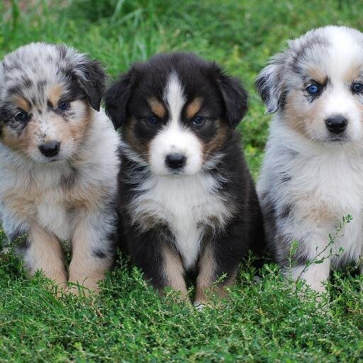 love dogs!