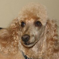 studioredman (@studioredman) 's Twitter Profile