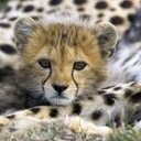 cameron oneal nicole - @roxycat5 - Twitter