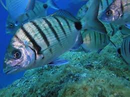 Mastropescatore's profile picture. Amante ossessivo-convulsivo di ogni genere di pesca!!!!!