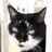 Manina_cat's profile image