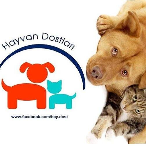 Haydost is Turkish non profit organization saving animals in need. Bir avuç gönüllü insana katılmak ister miydiniz ? ant.hay.dost@gmail.com