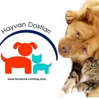 HAYDOST (@hayvandostlar1) 's Twitter Profile