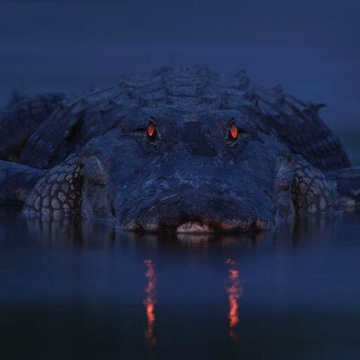 DarkCipactli's profile picture. Poder Compartir informacion, momentos de alegria, tristeza, sabiduria y actualidad !!!