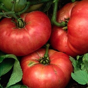 LA Community Garden Council - the Southland's Urban Garden Champions