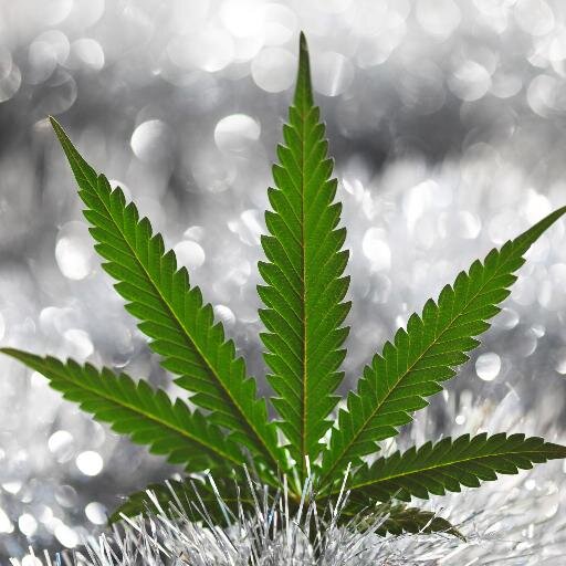 Findweednow Profile Picture