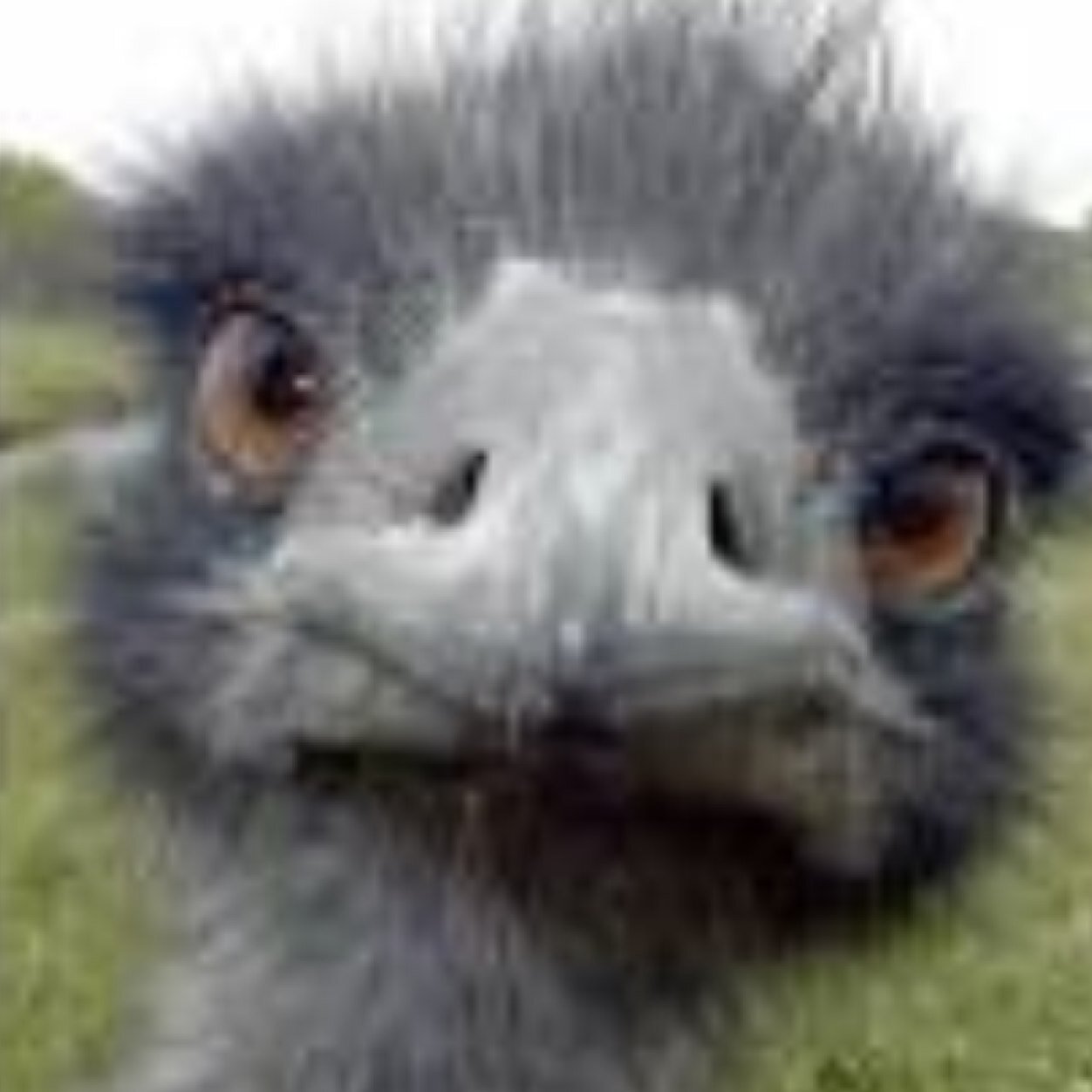 Birddotorg's profile picture. School project to get 1k or more followers! Please help out