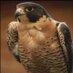 الصقر (@jmotaibi) Twitter profile photo