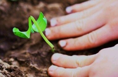 Si necesitas ayuda, aquí te brindamos consejos para mantener la salud y la felicidad de tu huerto. :) :) :) :) :) :) :) :) :) :)