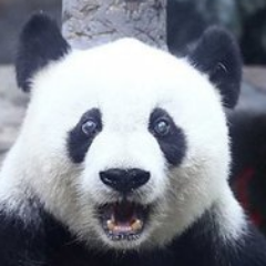 PangoroEUW's profile picture. Pa Pa Panda.
League of Legends EUW: Pangoro
I like stuff and draw things.